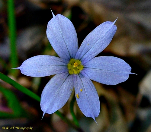 {Sisyrinchium atlanticum}